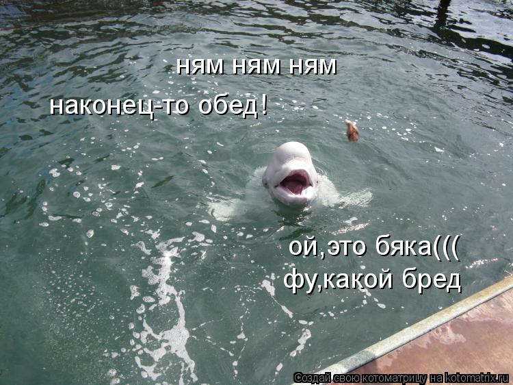 Котоматрица: ням ням ням наконец-то обед! ой,это бяка((( фу,какой бред