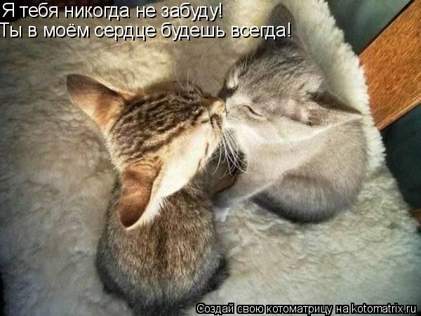 Я тебя никогда не забуду! Ты в моём сердце будешь всегда!... Котоматрица: Я тебя никогда не забуду! Ты в моём сердце будешь всегда!