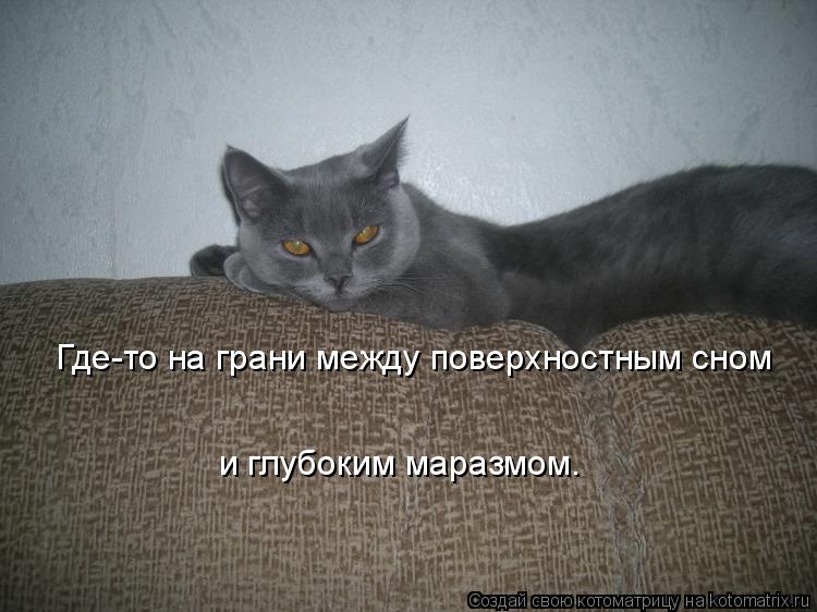 Котоматрица: Где-то на грани между поверхностным сном и глубоким маразмом.