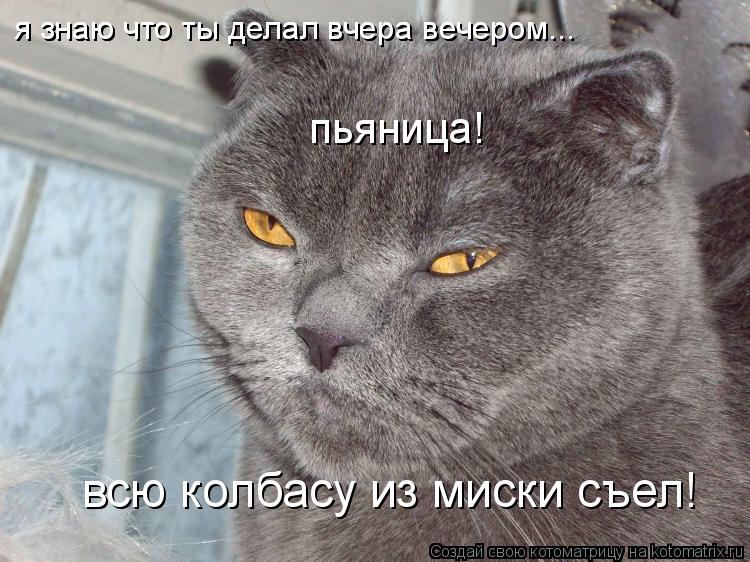 Котоматрица: я знаю что ты делал вчера вечером... пьяница! я знаю что ты делал вчера вечером... всю колбасу из миски съел!