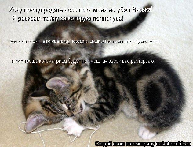 Котоматрица: Хочу прелупредить всхе пока меня не убил Васька!  Я раскрыл тайну за которую поплачусь! Все кто заходит на котоматрицу передают души животн