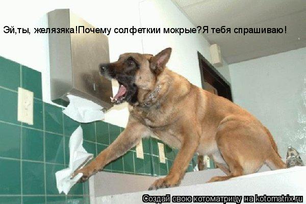 Котоматрица: Эй,ты, желязяка!Почему солфеткии мокрые?Я тебя спрашиваю!