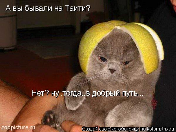Котоматрица: А вы бывали на Таити? Нет? ну..тогда..в добрый путь...