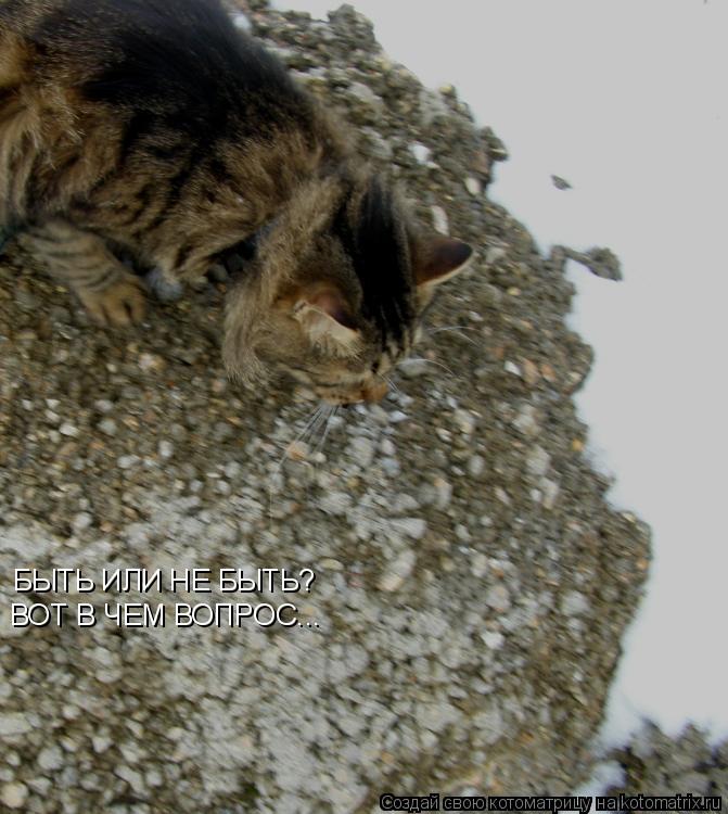 Котоматрица: БЫТЬ ИЛИ НЕ БЫТЬ? ВОТ В ЧЕМ ВОПРОС...