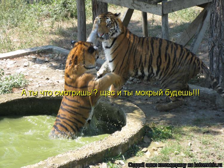 Котоматрица: А ты что смотришь!? щас и ты мокрый будешь!!!
