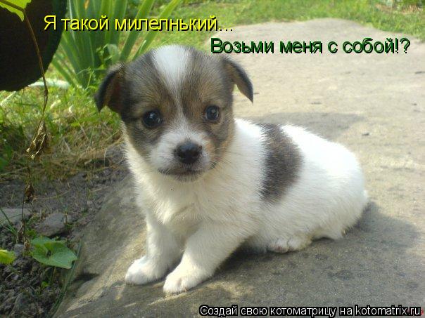 Котоматрица: Я такой милелнький... Возьми меня с собой!?