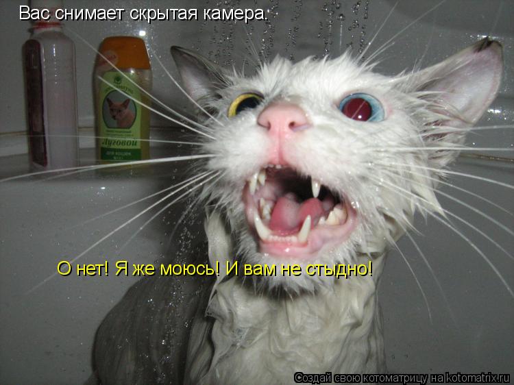 Вас снимает скрытая камера. О нет! Я же моюсь! И вам не стыдно!... Котоматрица: Вас снимает скрытая камера. О нет! Я же моюсь! И вам не стыдно!