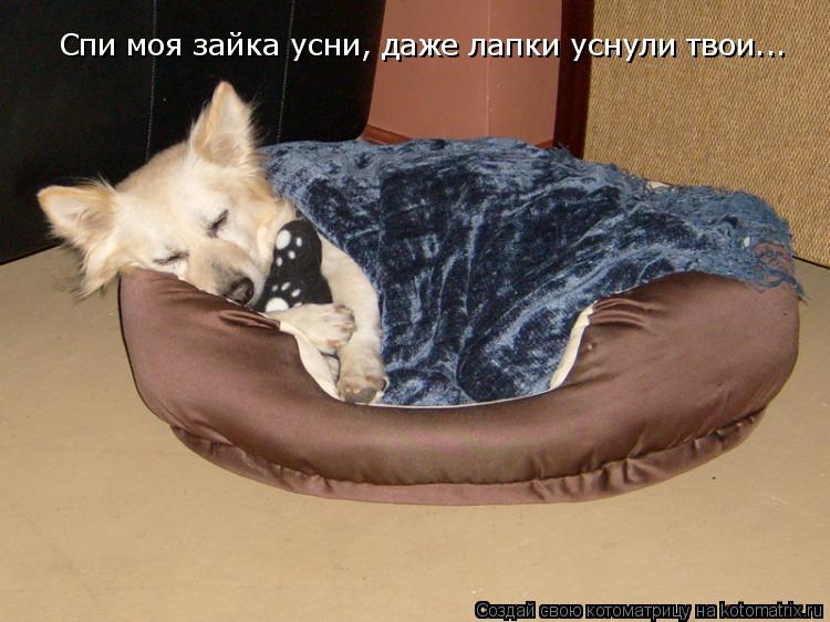 Спи моя зайка усни, даже лапки уснули твои...... Котоматрица: Спи моя зайка усни, даже лапки уснули твои...