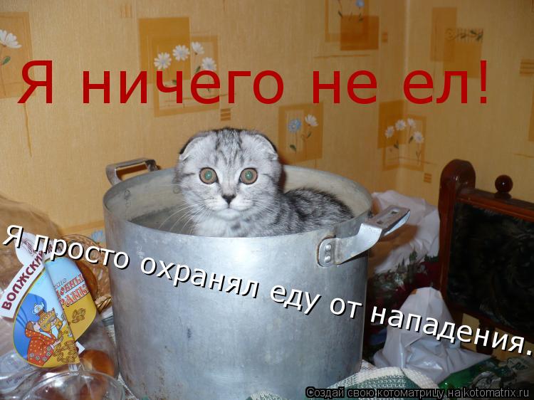 Я ничего не ел! Я просто охранял еду от нападения.... Котоматрица: Я ничего не ел! Я просто охранял еду от нападения.