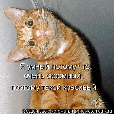 Я умный,потому что очень скромный, поэтому такой красивый.... Котоматрица: Я умный,потому что очень скромный, поэтому такой красивый.