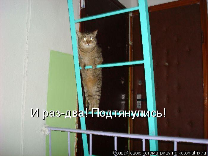Котоматрица: И раз-два! Подтянулись!