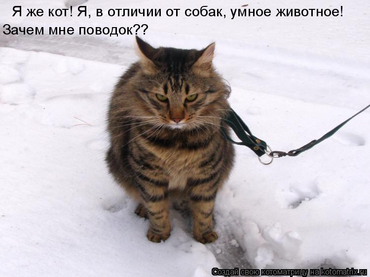 Котоматрица: Я же кот! Я, в отличии от собак, умное животное! Зачем мне поводок??
