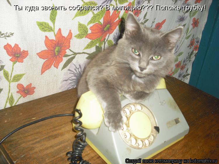 Котоматрица: Ты куда звонить собрался? В милицию??? Положь трубку!
