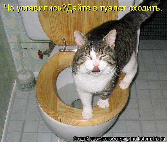 Котоматрица: Чо уставились?Дайте в туалет сходить.