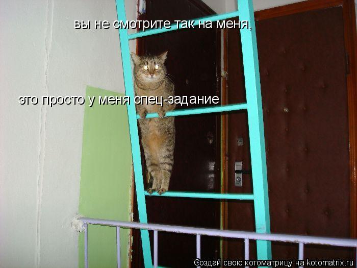 Котоматрица: вы не смотрите так на меня, это просто у меня спец-задание