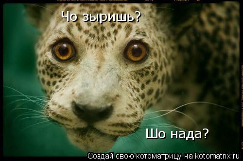 Котоматрица: Чо зыришь? Шо нада?