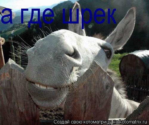 Котоматрица: а где шрек