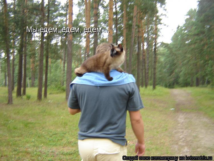 Котоматрица: Мы едем, едем, едем ...
