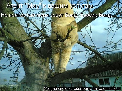 Агент "Мяу" к вашим услугам. Но полностью меня зовут Бонд, Барсик Бонд.... Котоматрица: Агент "Мяу" к вашим услугам. Но полностью меня зовут Бонд, Барсик Бонд.