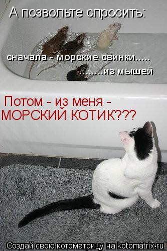 Котоматрица: сначала - морские свинки..... ........из мышей Потом - из меня - МОРСКИЙ КОТИК??? А позвольте спросить: