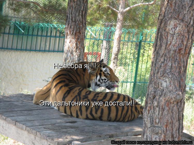 Котоматрица: Не зебра я!!!!  Эти дальтоники уже достали!!