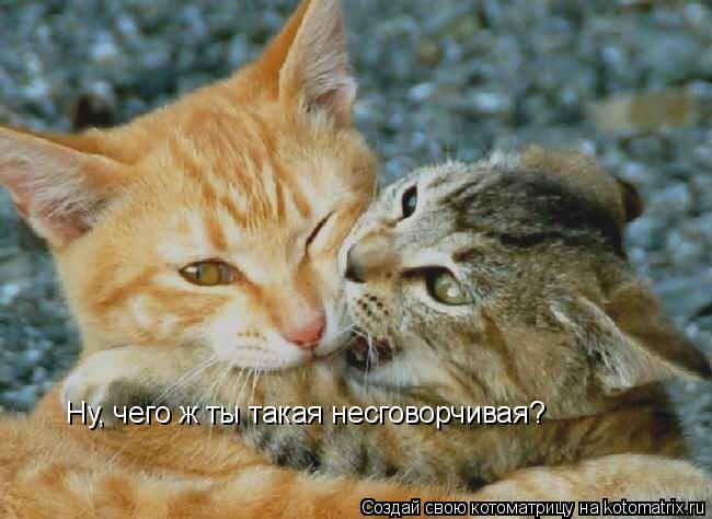 Ну, чего ж ты такая несговорчивая?... Котоматрица: Ну, чего ж ты такая несговорчивая?