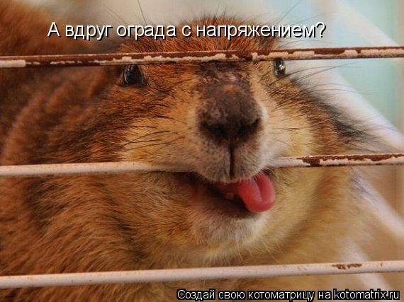 А вдруг ограда с напряжением?... Котоматрица: А вдруг ограда с напряжением?