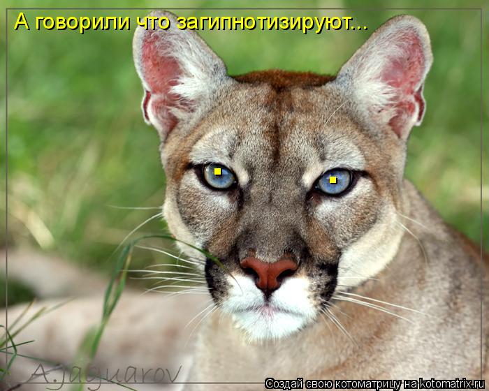 Котоматрица: . . А говорили что загипнотизируют...