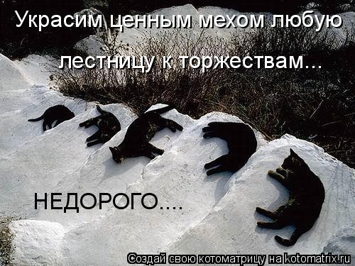 Украсим ценным мехом любую лестницу к торжествам... НЕДОРОГО....... Котоматрица: Украсим ценным мехом любую лестницу к торжествам... НЕДОРОГО....