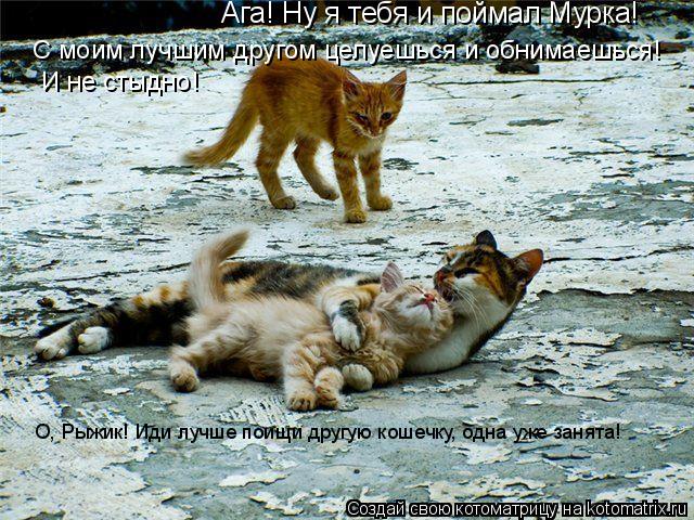 Ага! Ну я тебя и поймал Мурка! С моим лучшим другом целуешься и обнимаешься! И не стыдно! О, Рыжик!... Котоматрица: Ага! Ну я тебя и поймал Мурка! С моим лучшим другом целуешься и обнимаешься! И не стыдно! О, Рыжик! Иди лучше поищи другую кошечку, одна уже за