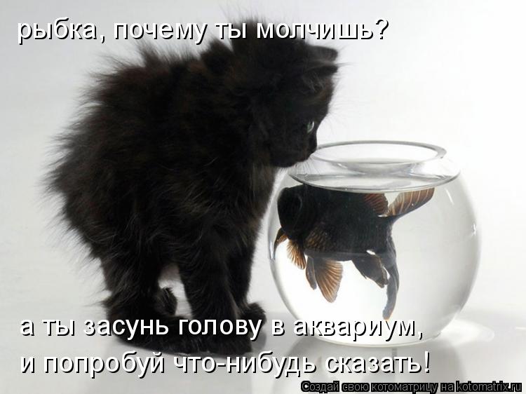 рыбка, почему ты молчишь? а ты засунь голову в аквариум, и попробуй что-нибудь сказать!... Котоматрица: рыбка, почему ты молчишь? а ты засунь голову в аквариум, и попробуй что-нибудь сказать!