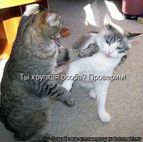 Котоматрица: Ты хрупкая особа? Проверим!