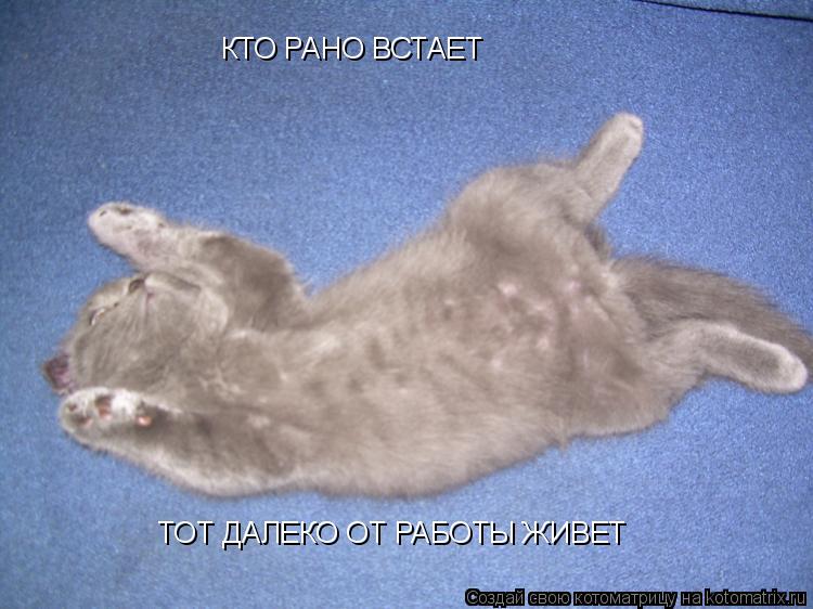 Котоматрица: КТО РАНО ВСТАЕТ ТОТ ДАЛЕКО ОТ РАБОТЫ ЖИВЕТ