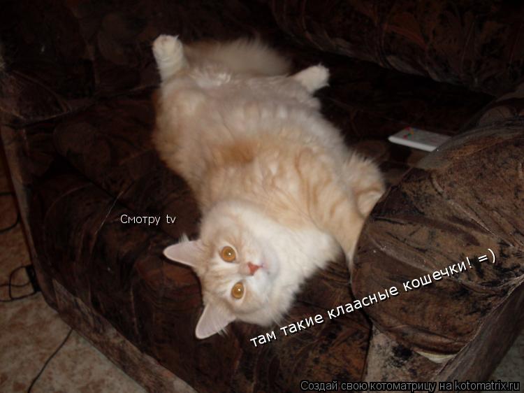 Котоматрица: Смотру tv  там такие клаасные кошечки! =)
