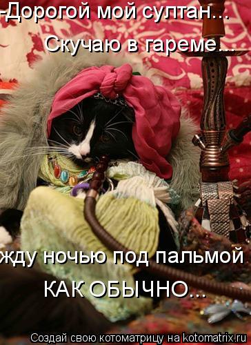 -Дорогой мой султан... Скучаю в гареме... жду ночью под пальмой КАК ОБЫЧНО...... Котоматрица: -Дорогой мой султан... Скучаю в гареме... жду ночью под пальмой КАК ОБЫЧНО...