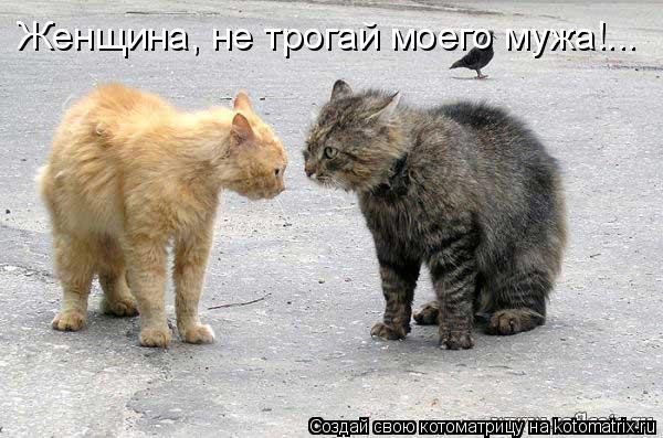 Котоматрица: Женщина, не трогай моего мужа!...