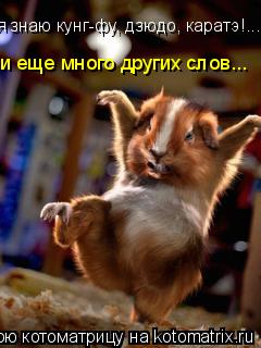 Котоматрица: я знаю кунг-фу, дзюдо, каратэ!... и еще много других слов...