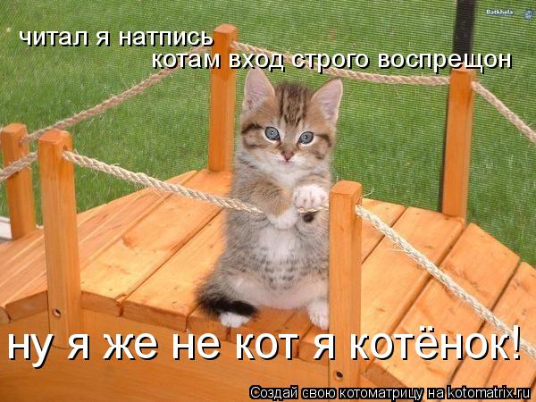 Котоматрица: читал я натпись котам вход строго воспрещон ну я же не кот я котёнок!
