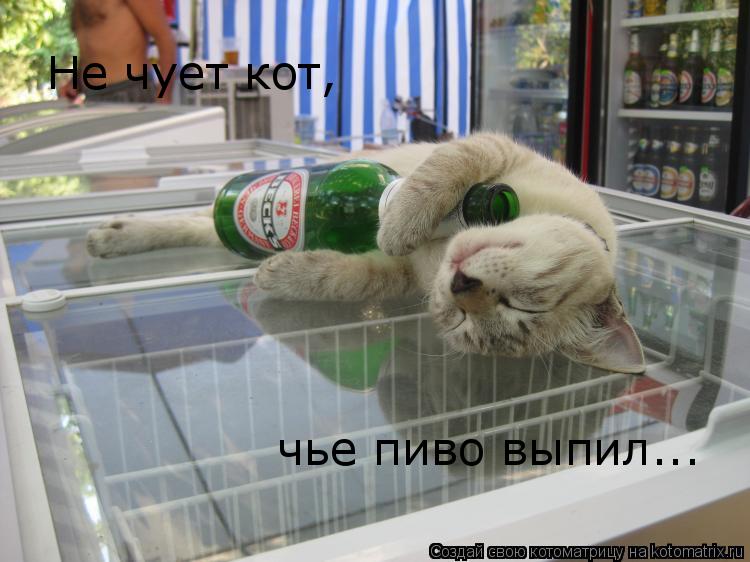 Не чует кот, чье пиво выпил...... Котоматрица: Не чует кот, чье пиво выпил...