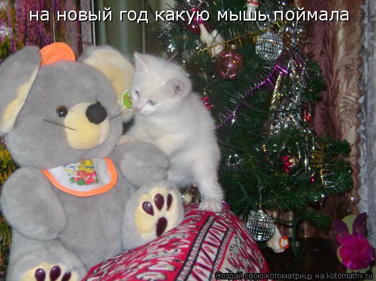 на новый год какую мышь поймала... Котоматрица: на новый год какую мышь поймала
