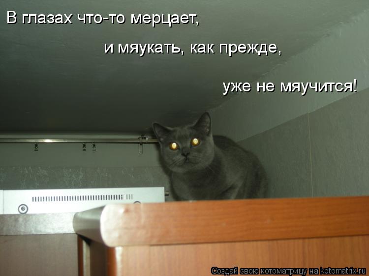 Котоматрица: В глазах что-то мерцает,   и мяукать, как прежде, уже не мяучится!