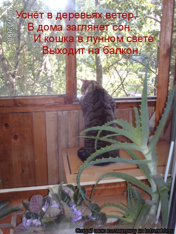 Котоматрица: Уснёт в деревьях ветер,  В дома заглянет сон. И кошка в лунном свете Выходит на балкон.