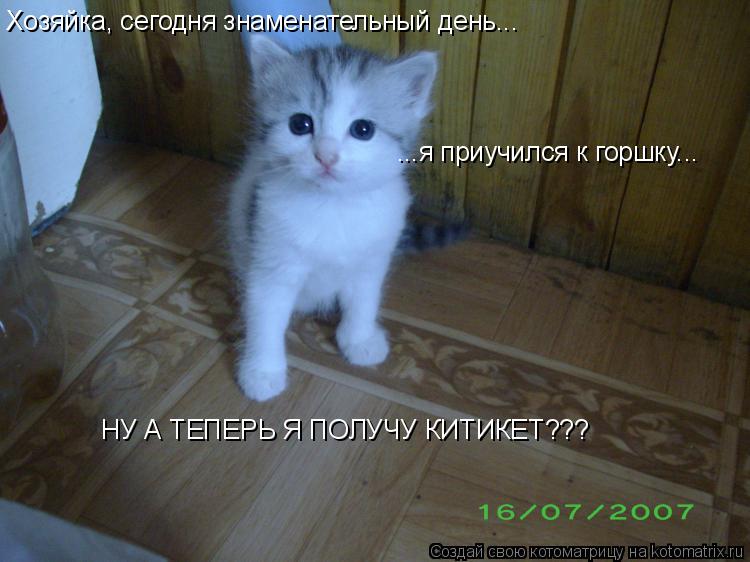 Котоматрица: Хозяйка, сегодня знаменательный день... ...я приучился к горшку... НУ А ТЕПЕРЬ Я ПОЛУЧУ КИТИКЕТ???