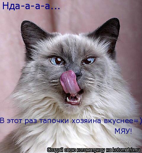 Нда-а-а-а... В этот раз тапочки хозяина вкуснее=) МЯУ!... Котоматрица: Нда-а-а-а... В этот раз тапочки хозяина вкуснее=) МЯУ!