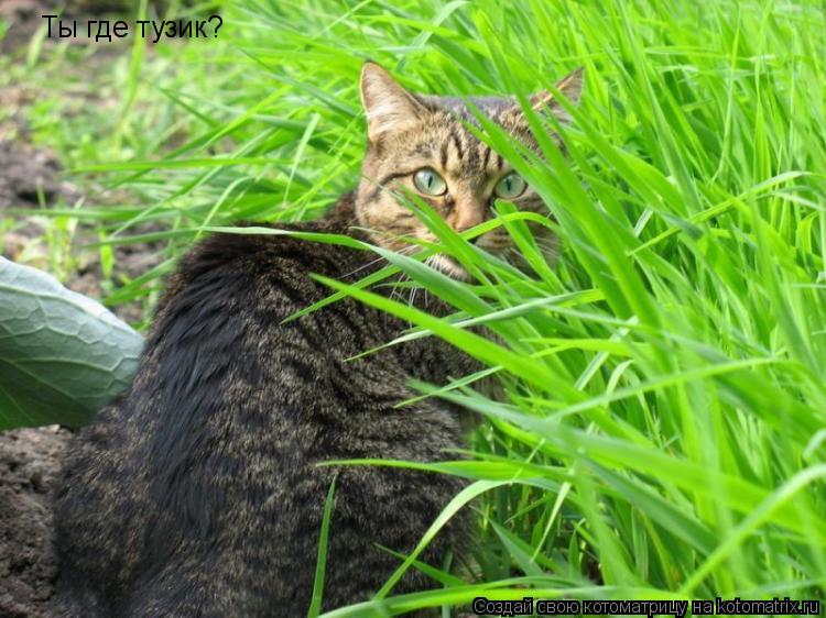 Котоматрица: Ты где тузик?