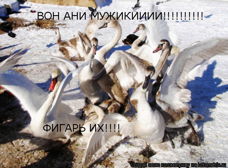 Котоматрица: ВОН АНИ МУЖИКИИИИ!!!!!!!!!! ФИГАРЬ ИХ!!!!