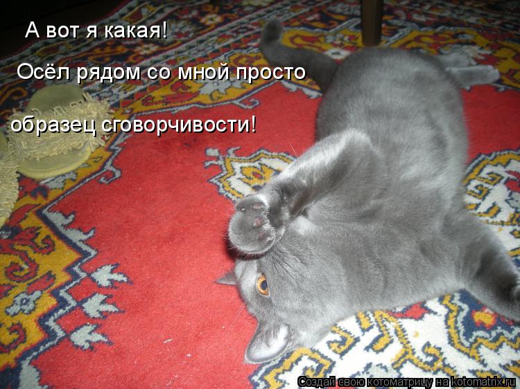 Котоматрица: А вот я какая! Осёл рядом со мной просто образец сговорчивости!