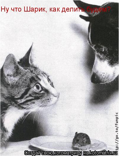 Котоматрица: Ну что Шарик, как делить будем?