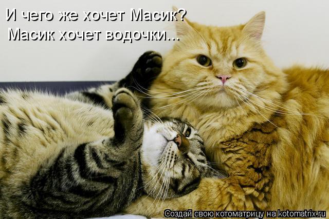 И чего же хочет Масик? Масик хочет водочки...... Котоматрица: И чего же хочет Масик? Масик хочет водочки...