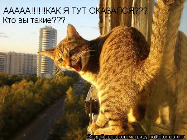 ААААА!!!!!!КАК Я ТУТ ОКАЗАЛСЯ??? Кто вы такие???... Котоматрица: ААААА!!!!!!КАК Я ТУТ ОКАЗАЛСЯ??? Кто вы такие???